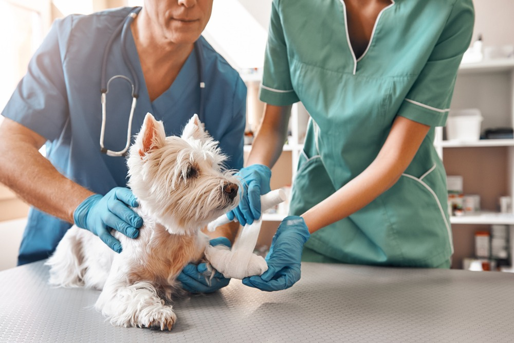Veterinários atendendo um cão em consultório